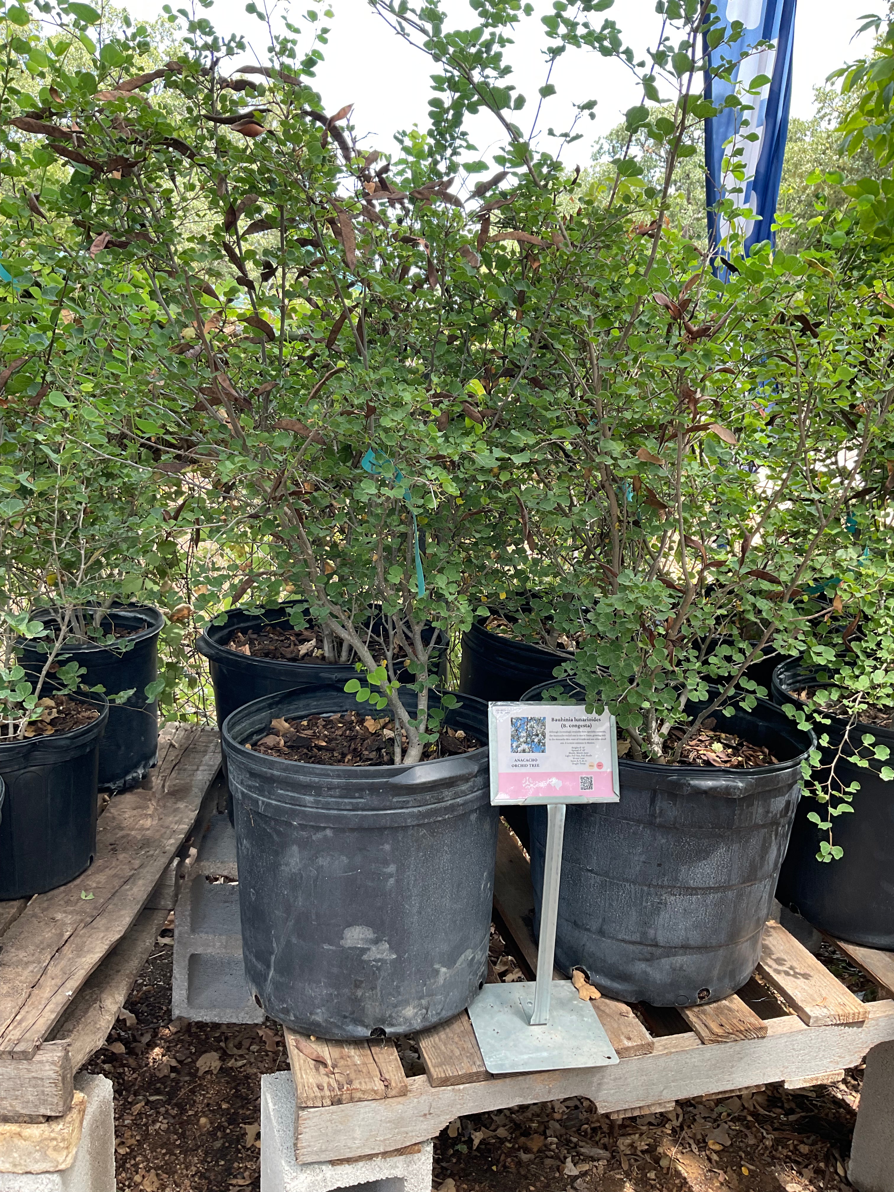 Anacacho Orchid Tree foliage