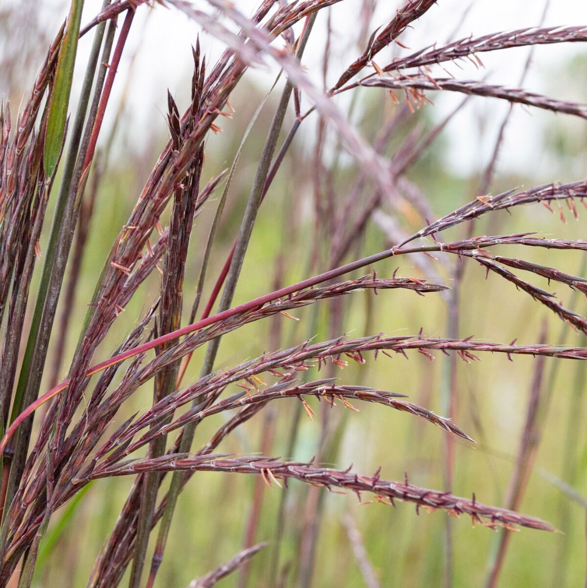 Big Bluestem 'Blackhawks' - Native Gardeners