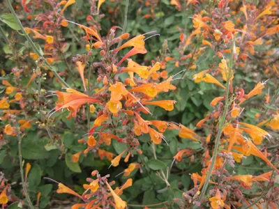 Apricot Sunrise Agastache