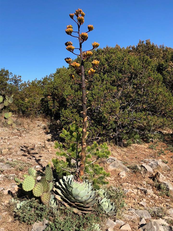 artichoke succulent plant Artichoke Agave