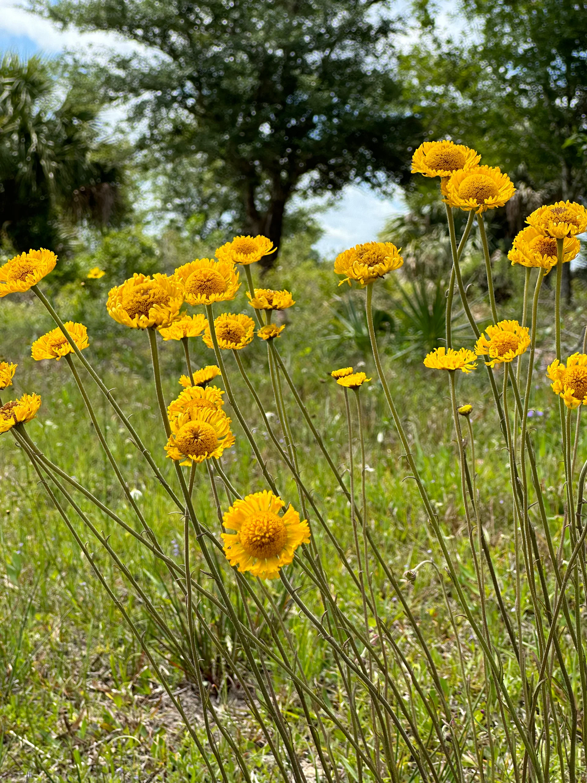 Southeastern Sneezeweed - Native Gardeners