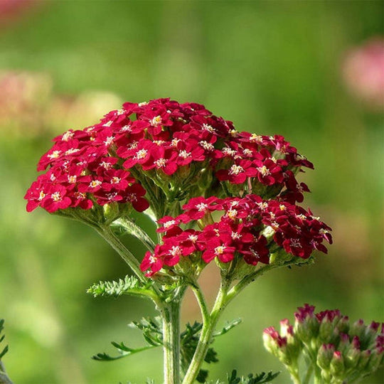 Yarrow 'Red' - Native Gardeners