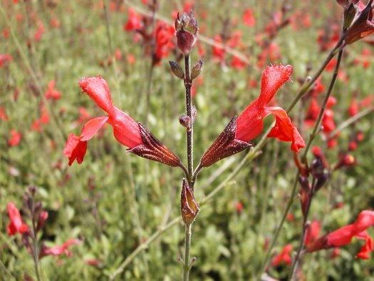 Autumn Sage 'Compact Orange'