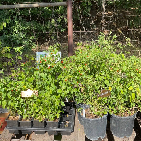 Chile Tepín - Native Gardeners