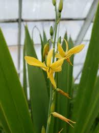 Texas Craglily - Native Gardeners