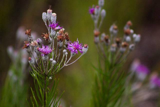 Woolly Ironweed - Native Gardeners