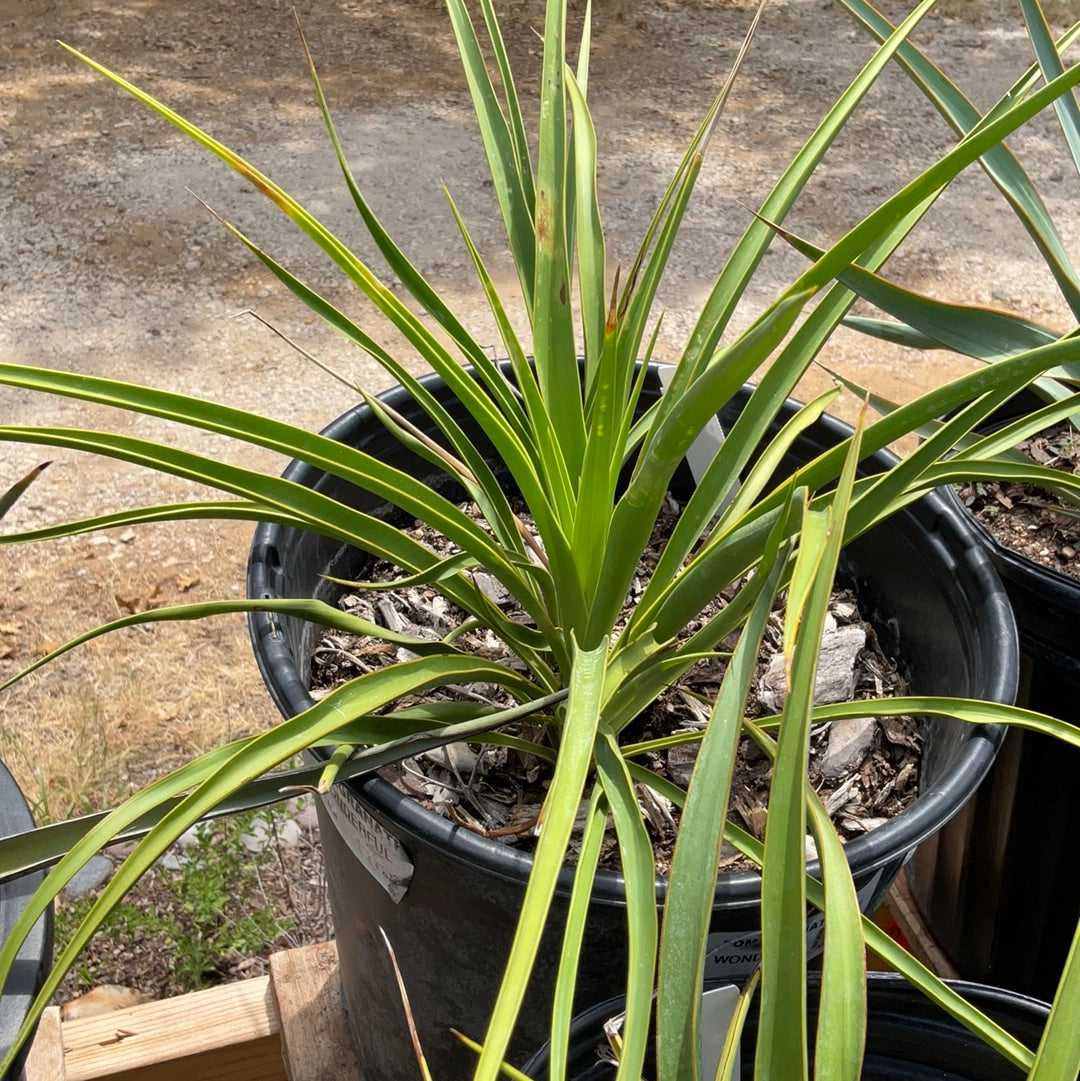 Yucca 'Twist Leaf' Green