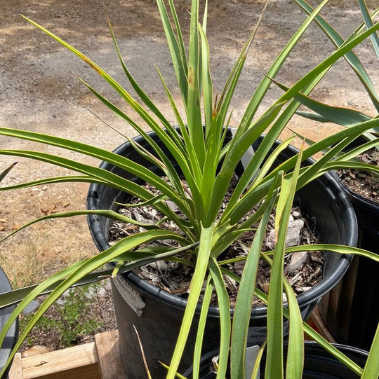 Yucca 'Twist Leaf' Green - Native Gardeners