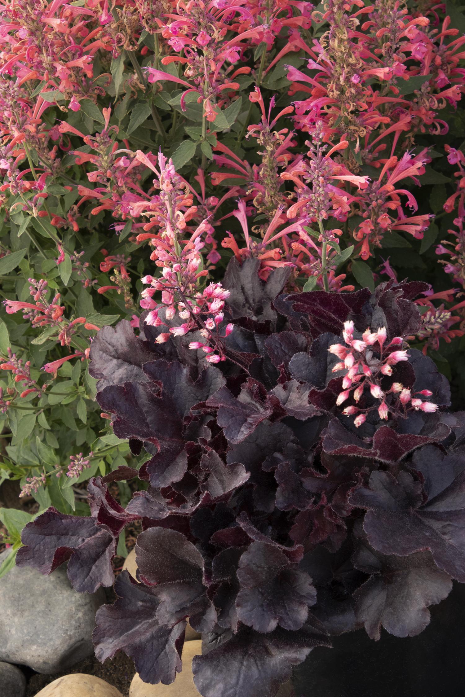Dark 'N Bright Heuchera - Native Gardeners