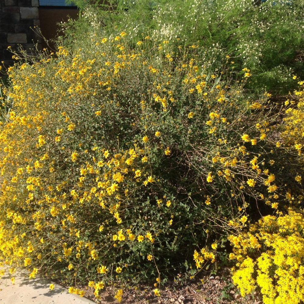 Parish's Goldeneye - Native Gardeners