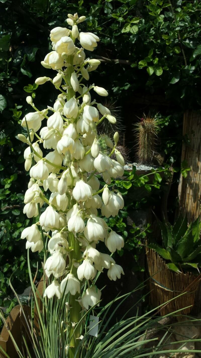 Linear Leaf Yucca - Native Gardeners