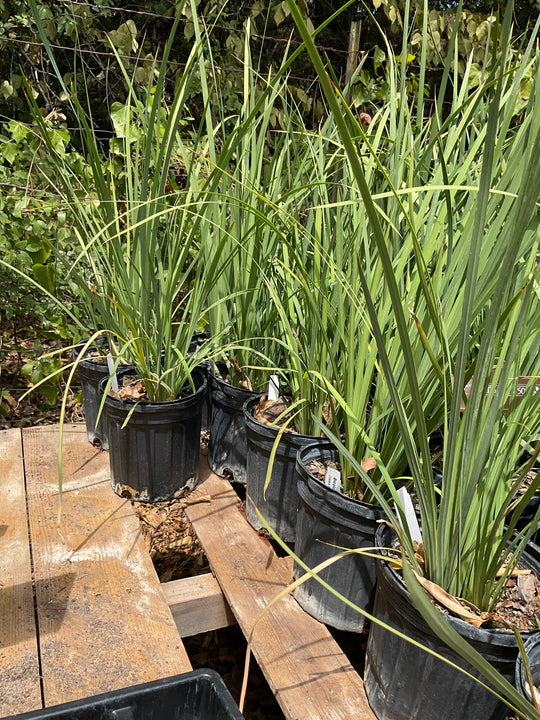 Bicolor Iris - Native Gardeners