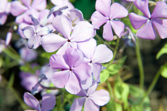 Woodland Phlox 'Blue Moon'