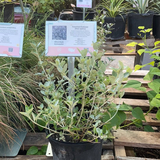 Silver Bush Germander - Native Gardeners