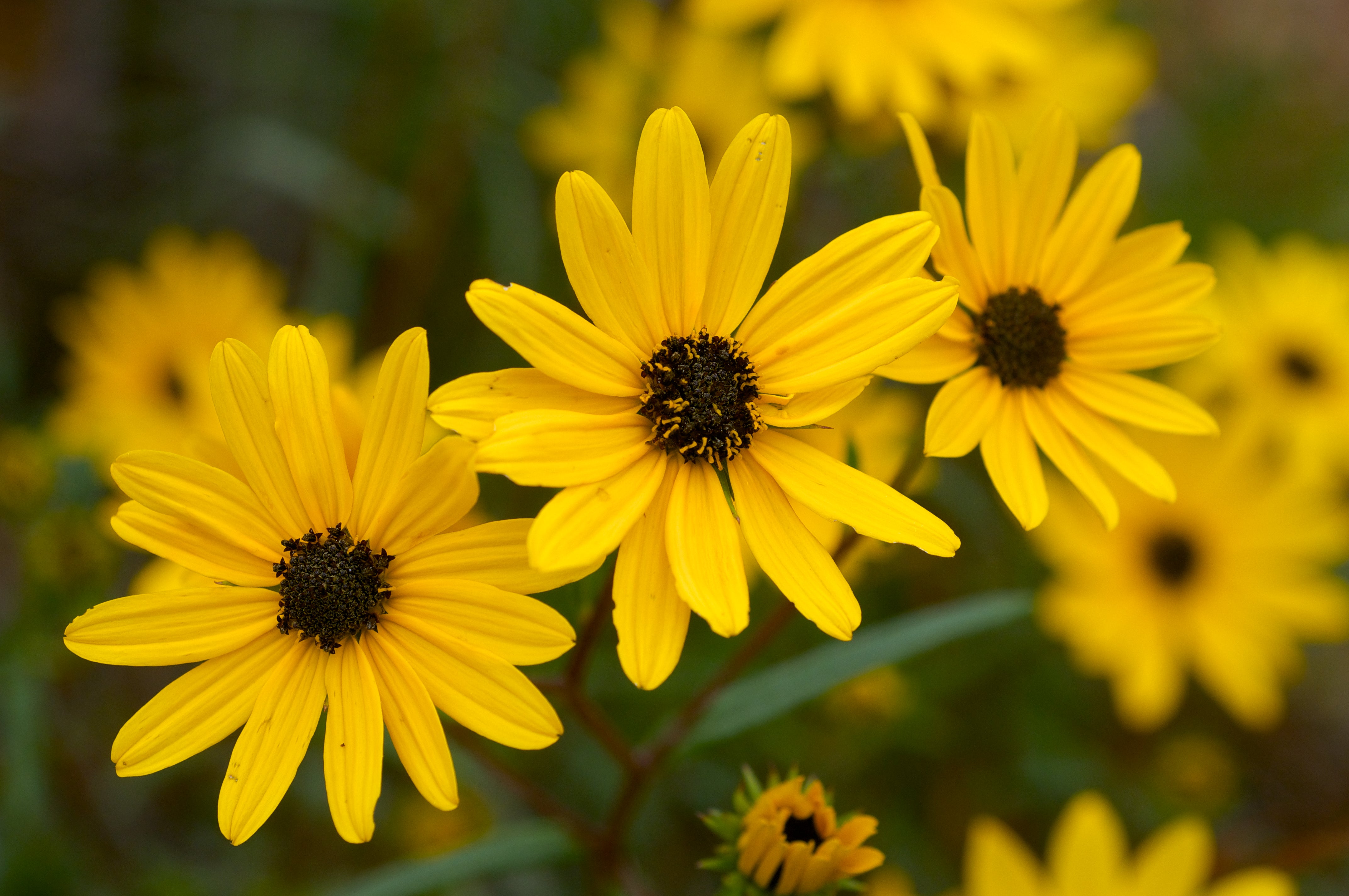 Swamp Sunflower - Native Gardeners