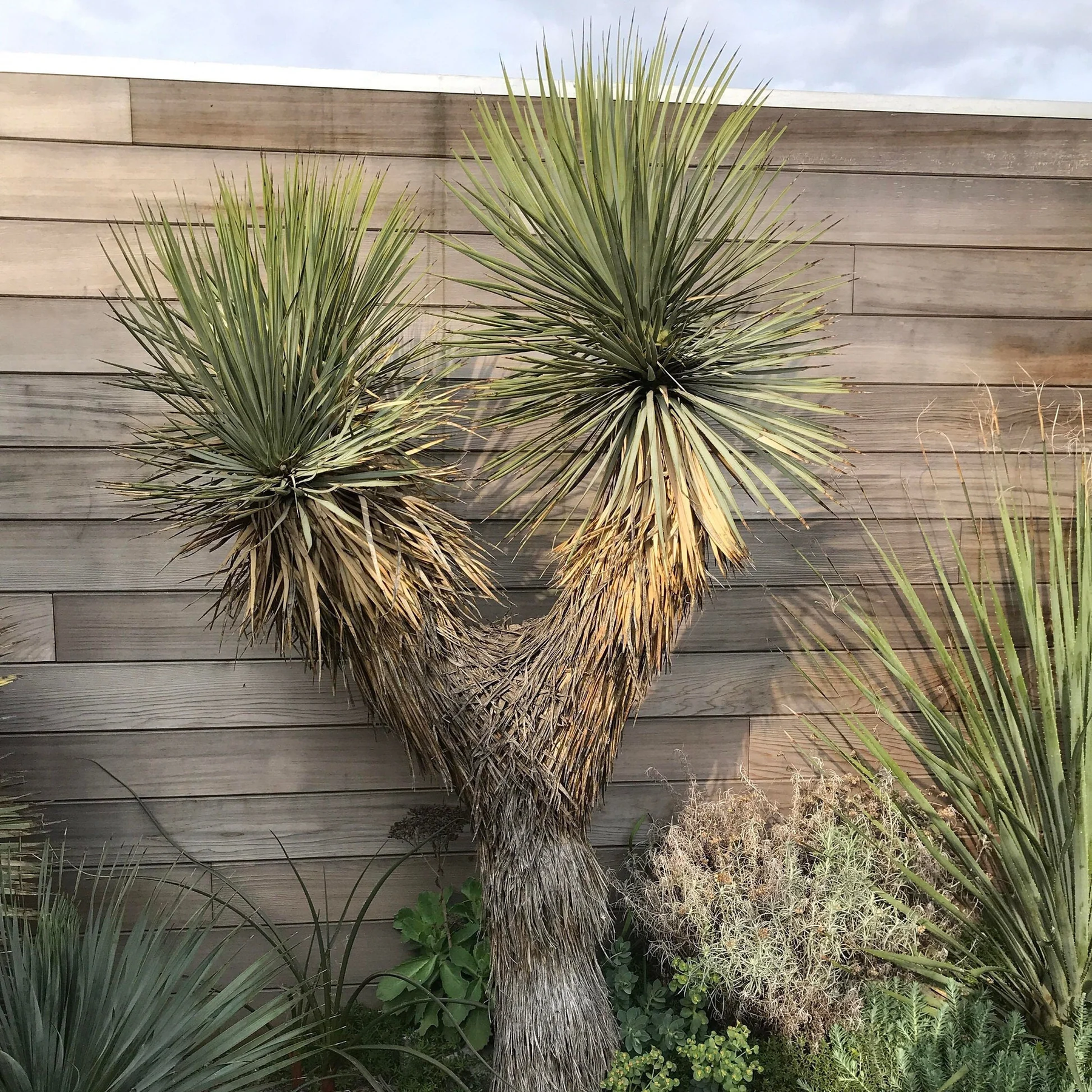 引取限定)ユッカ トンプソニアーナ Yucca thompsoniana Yucca 引取限定)ユッカ トンプソニアーナ Yucca thompsoniana Yucca