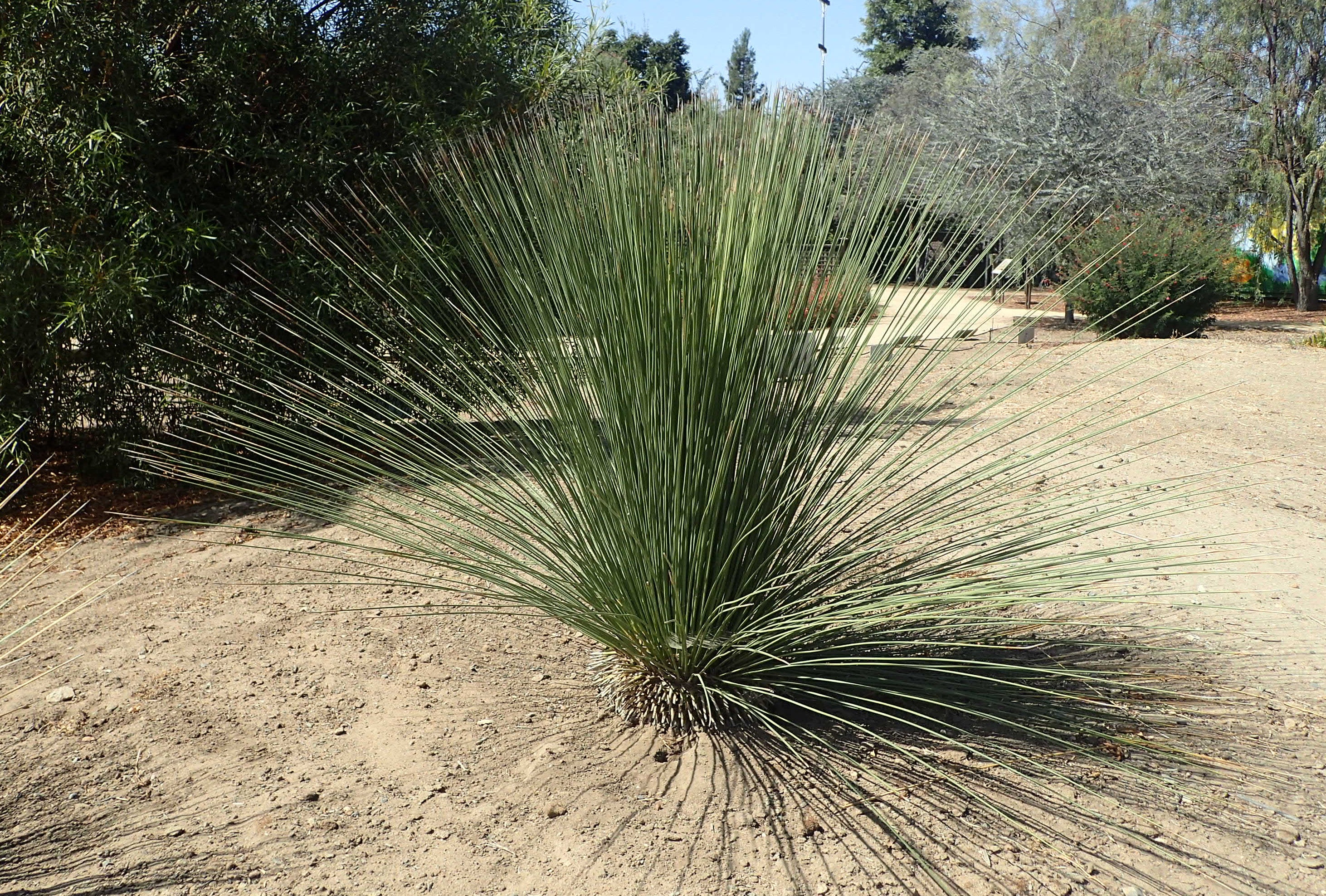 Mexican Grass Tree - Native Gardeners
