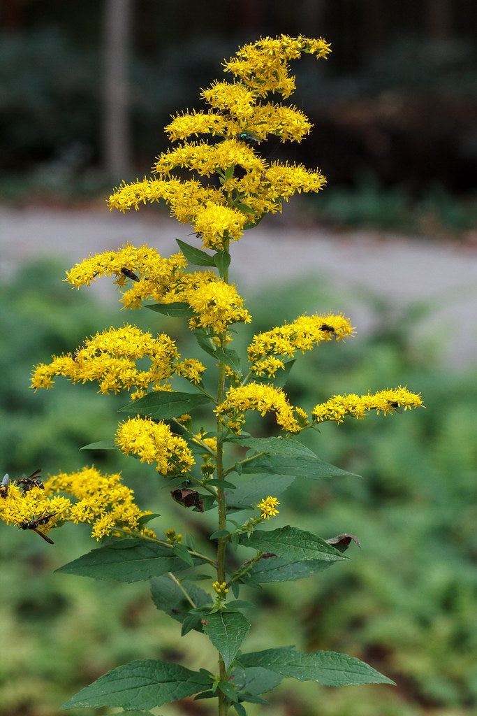 Wrinkle-leaf Goldenrod - Native Gardeners