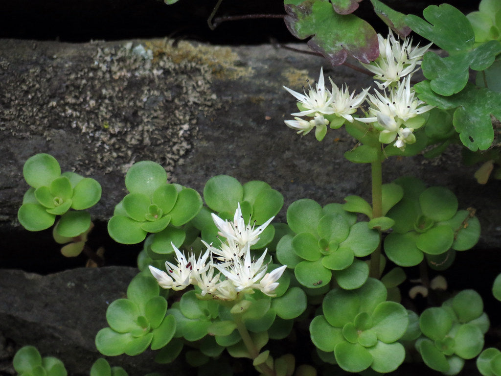white stonecrop succulent Woodland Stonecrop Sedum – Native Gardeners