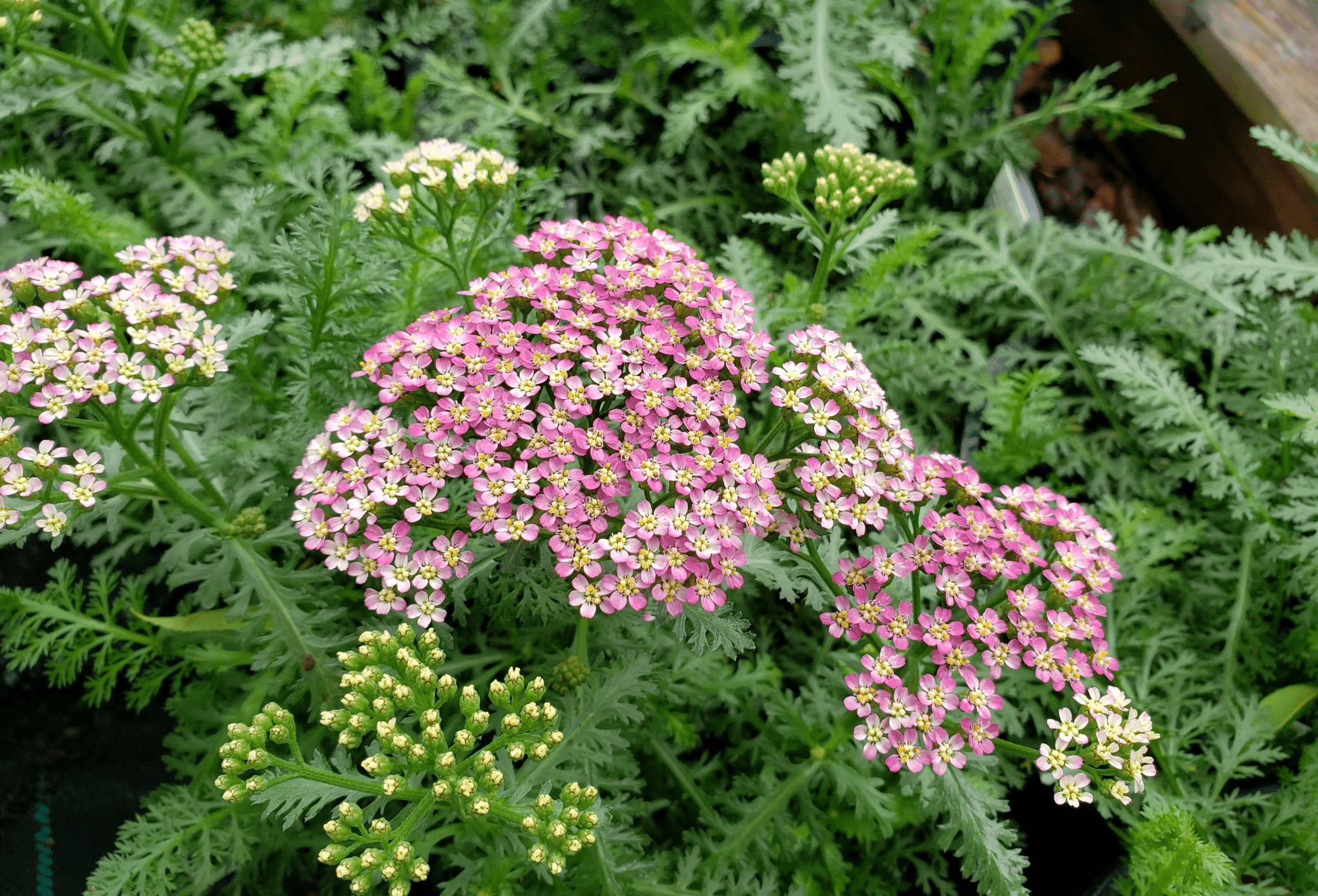 Yarrow 'Rose' - Native Gardeners