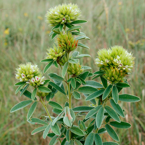 Round-Headed Bush Clover