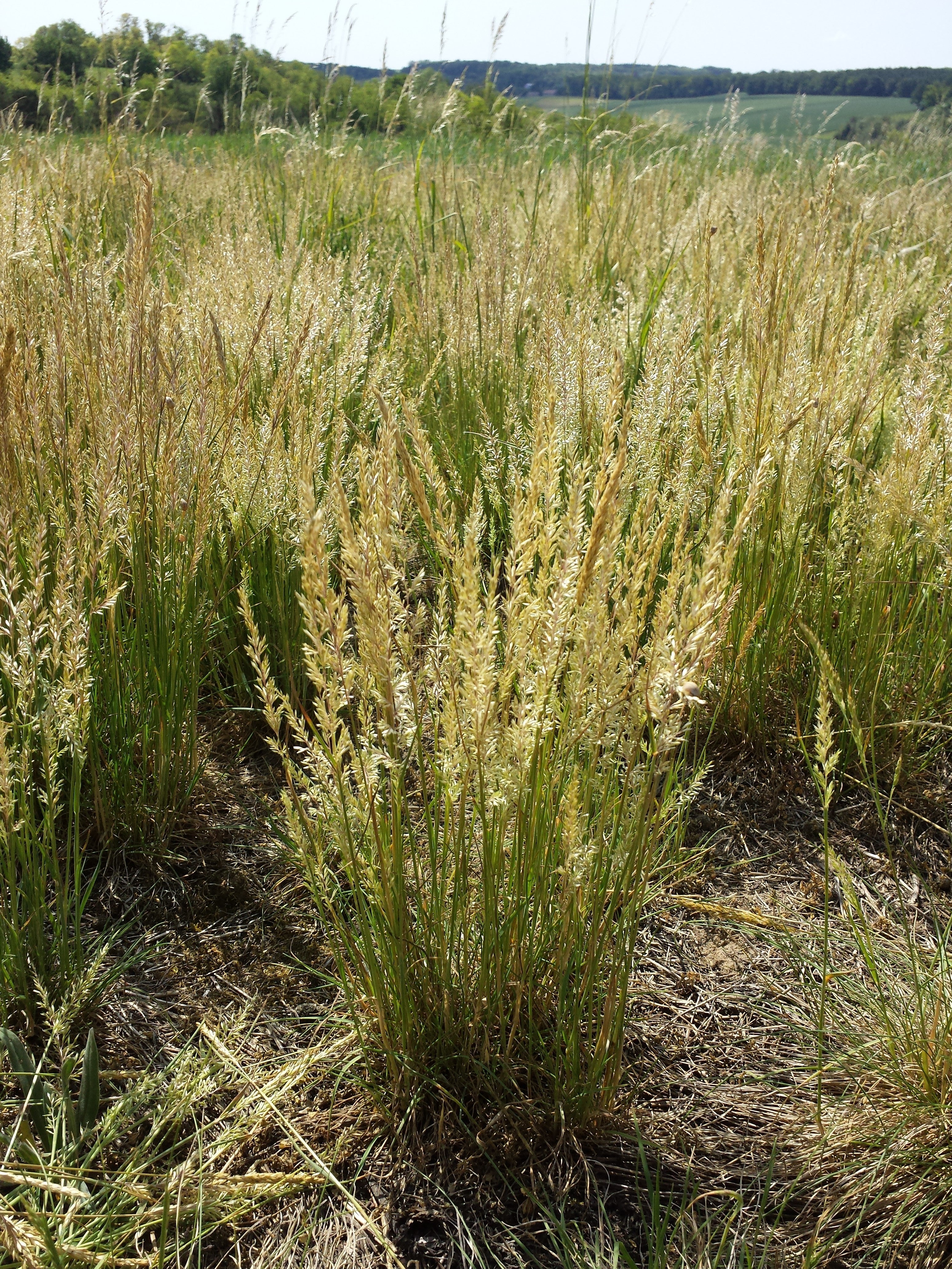 Prairie Junegrass – Native Gardeners
