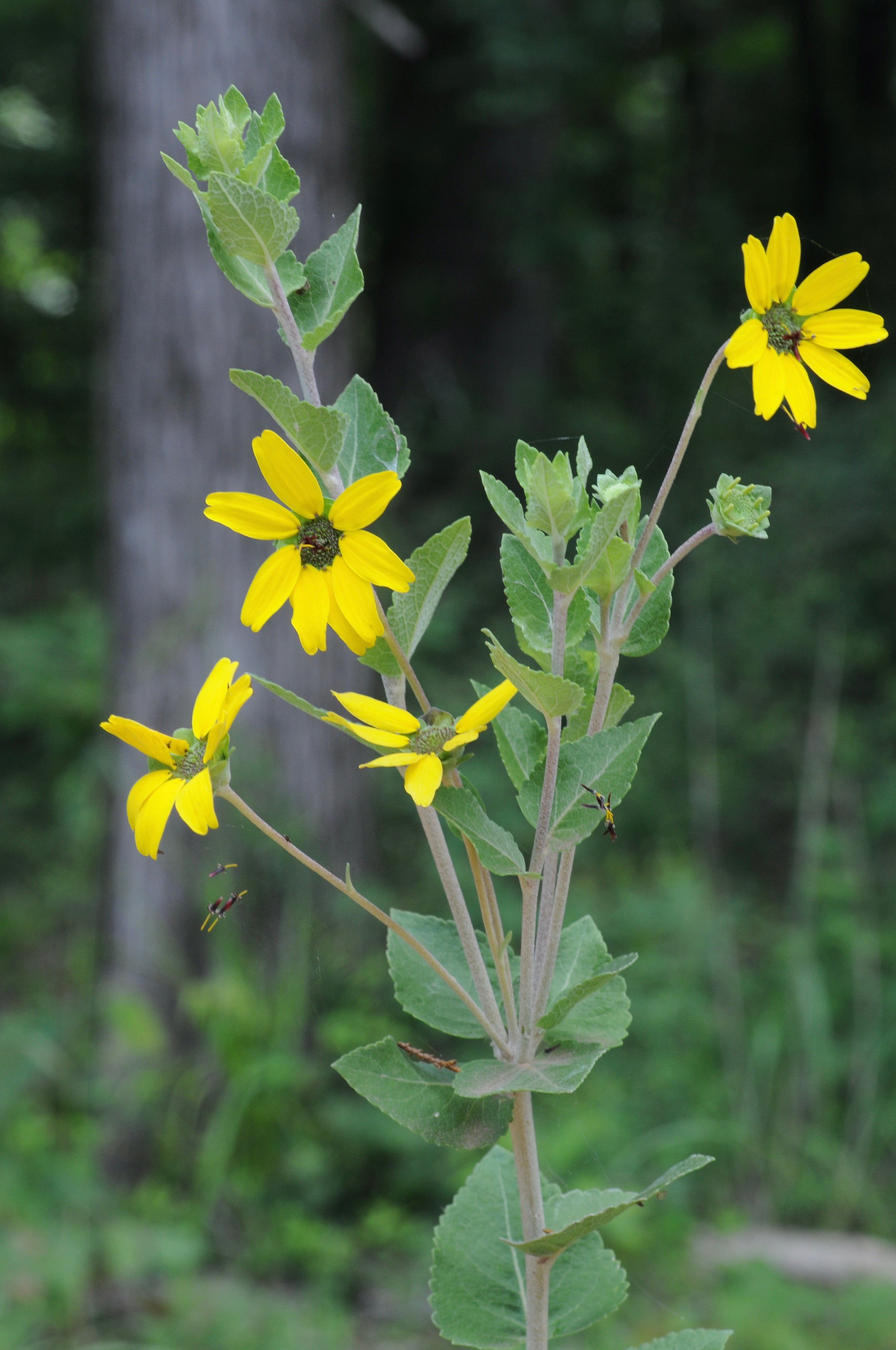 Soft Greeneyes - Native Gardeners