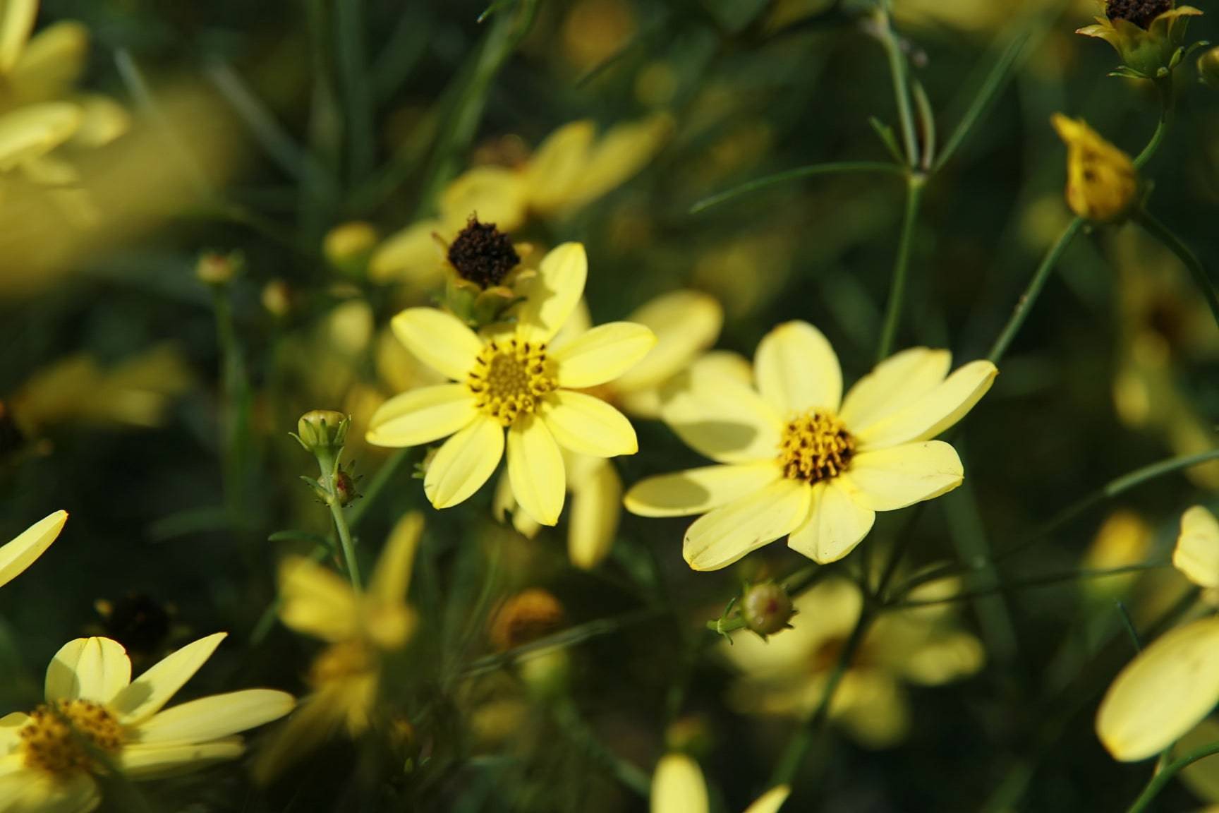 Thread Leaf Coreopsis 'Moonbeam' - Native Gardeners