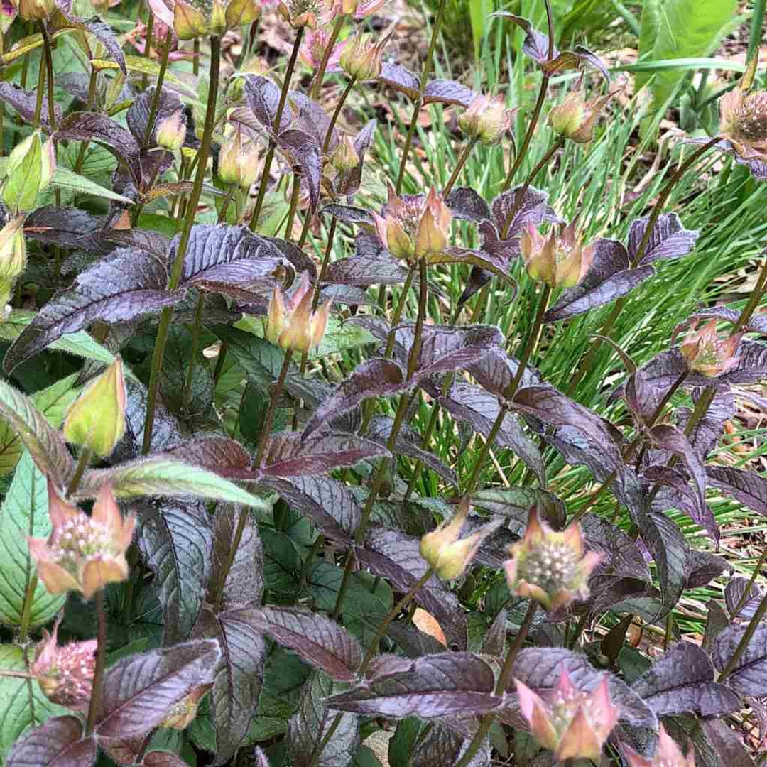 Midnight Oil Beebalm - Native Gardeners