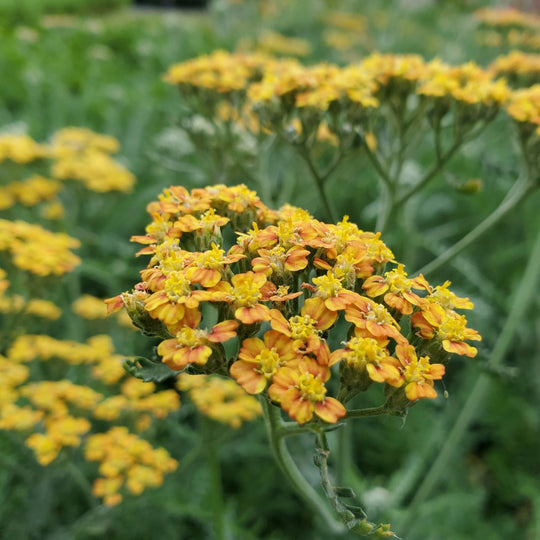 Yarrow 'Yellow Terracotta'