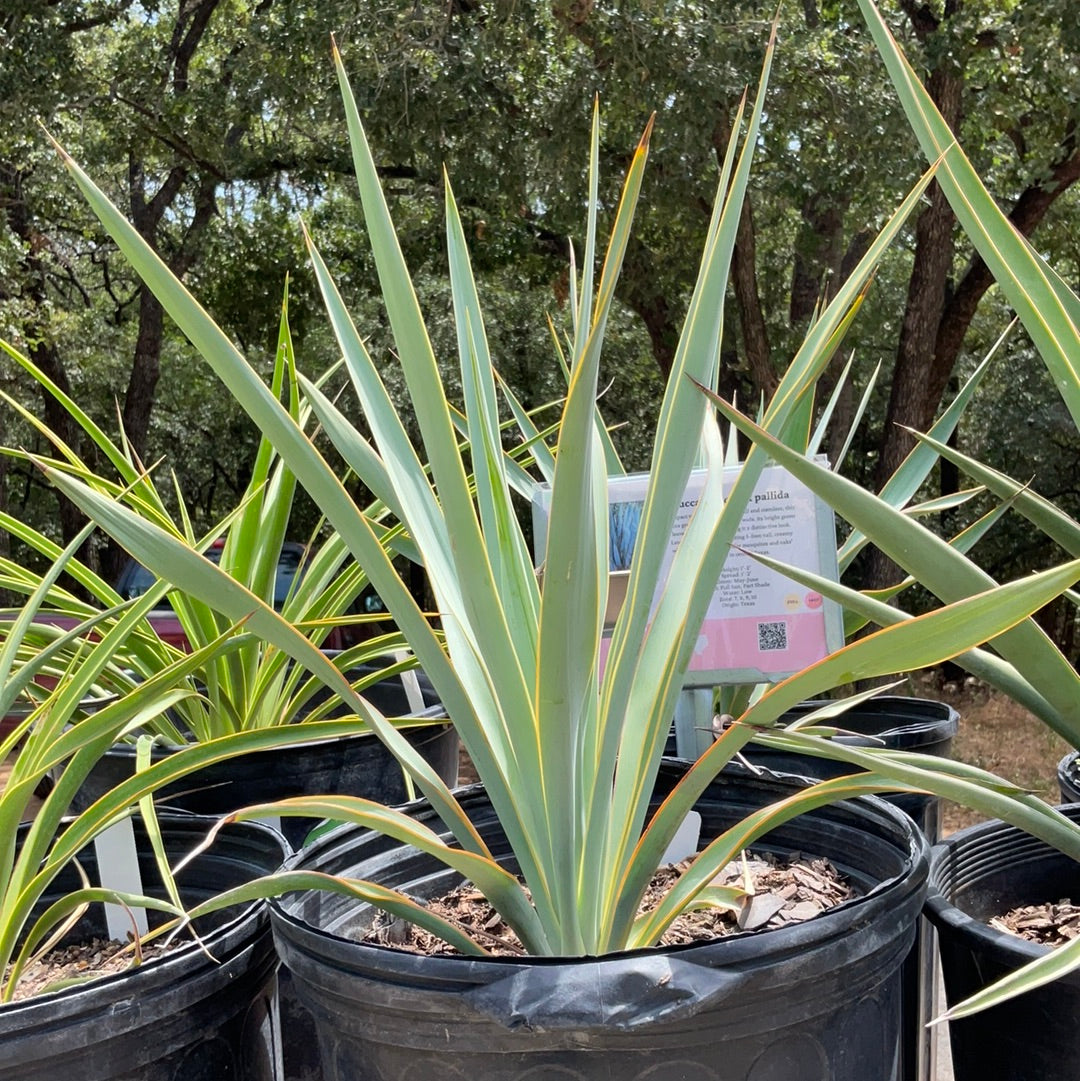 Yucca 'Twist Leaf' Blue