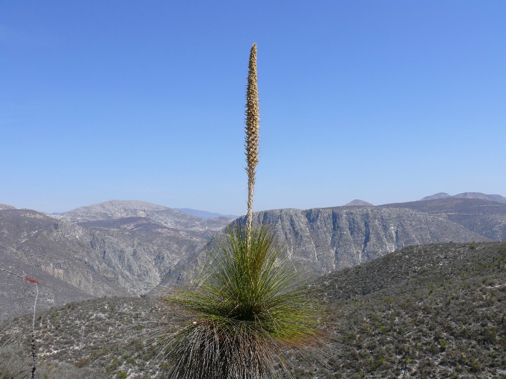 Sochli mushukimni sperma bilan toldirdi Onlayn porno chochqachilik bankini yaqin planda tomosha qiling