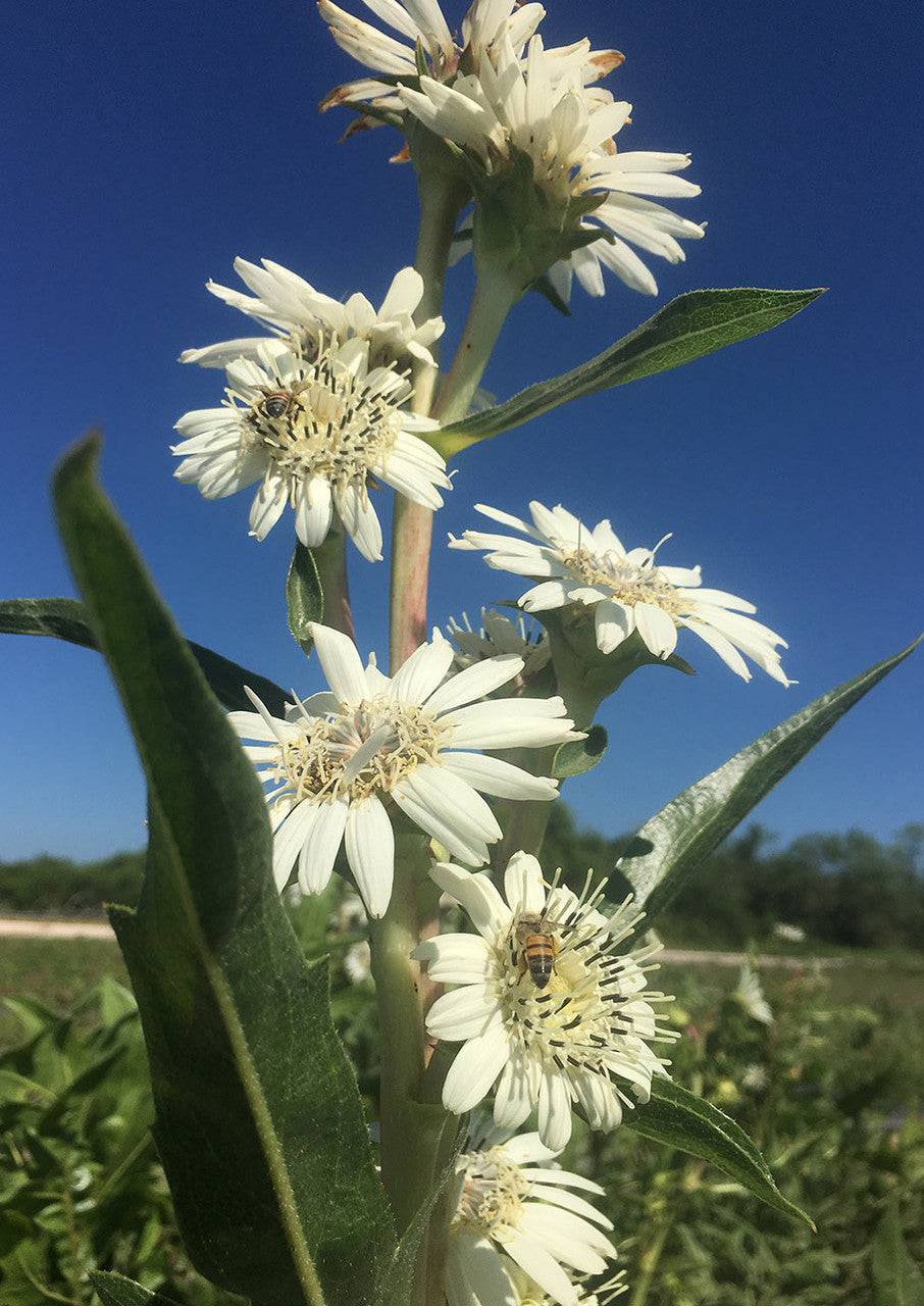 White Rosinweed - Native Gardeners