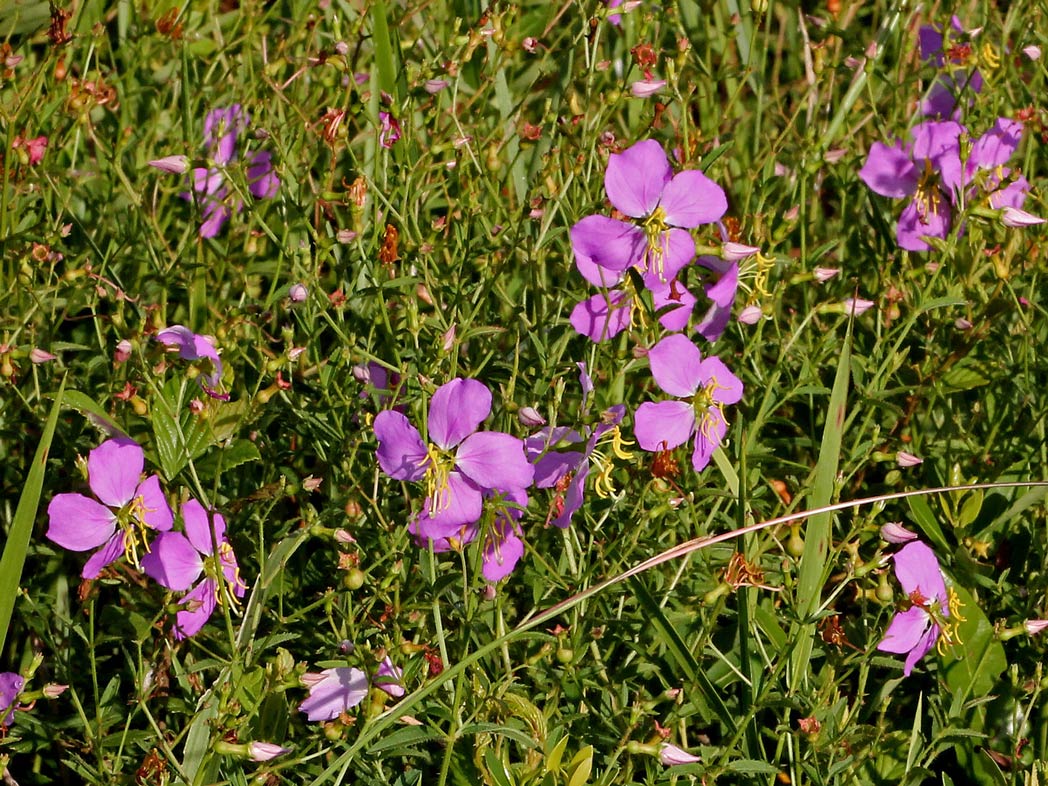 Pale Meadow Beauty - Native Gardeners
