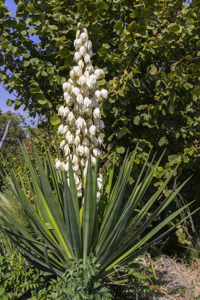 flowering yucca plant Soapweed Yucca
