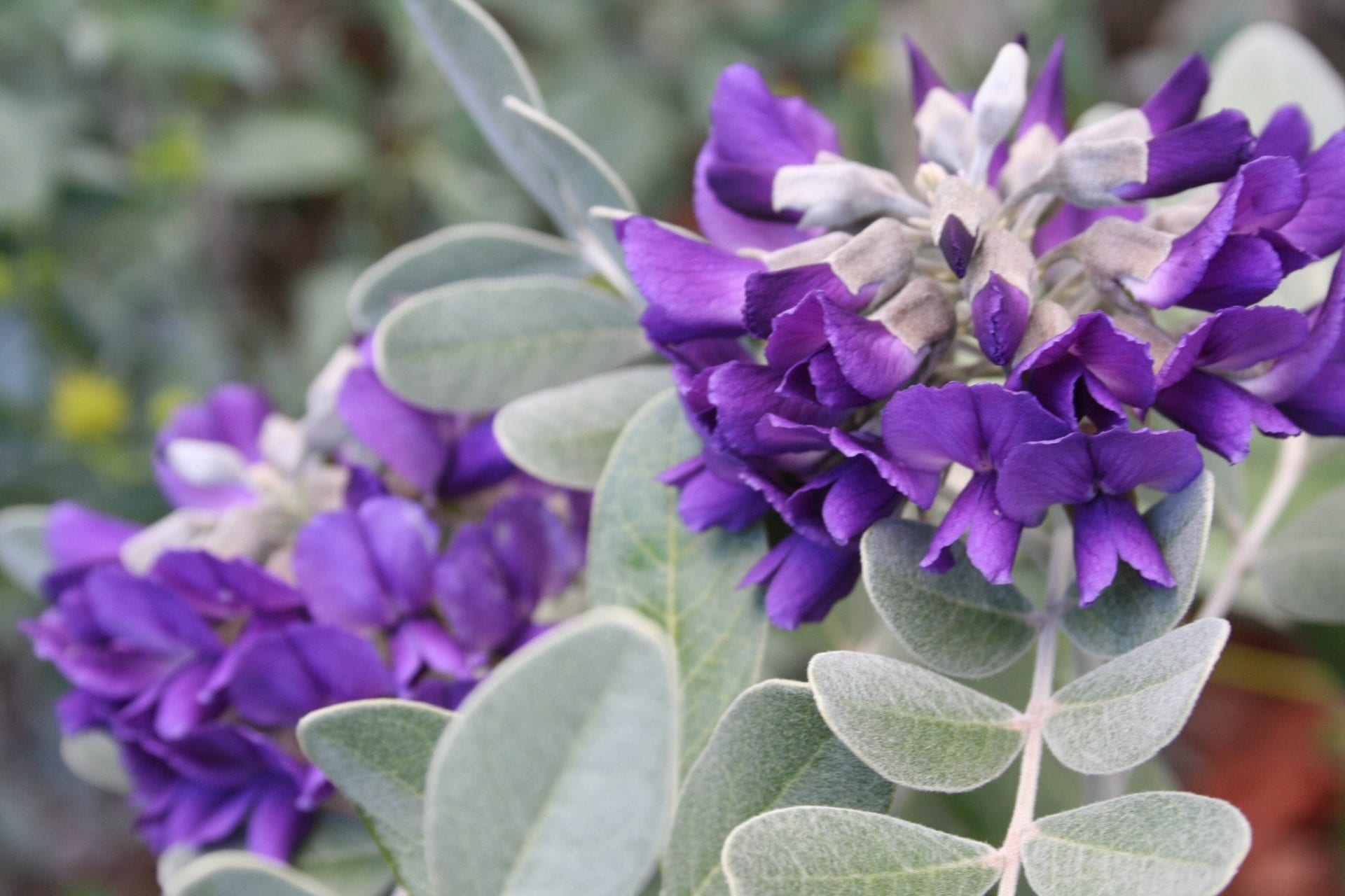 Silver Texas Mountain Laurel - Native Gardeners
