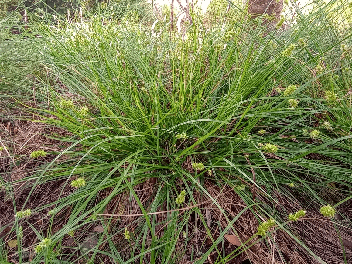 Webberville Sedge - Native Gardeners