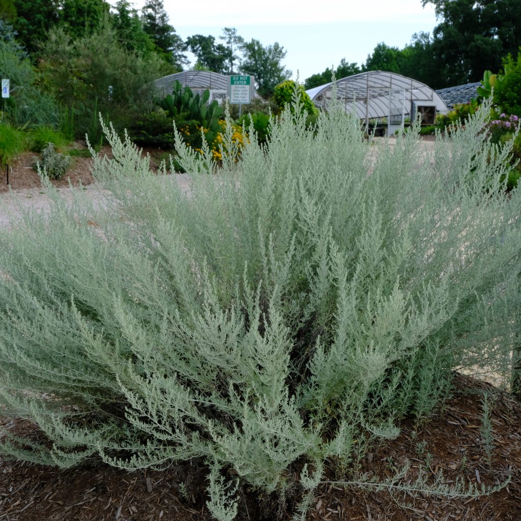 Prairie Sage Artemisia 'Fredericksburg' - Native Gardeners