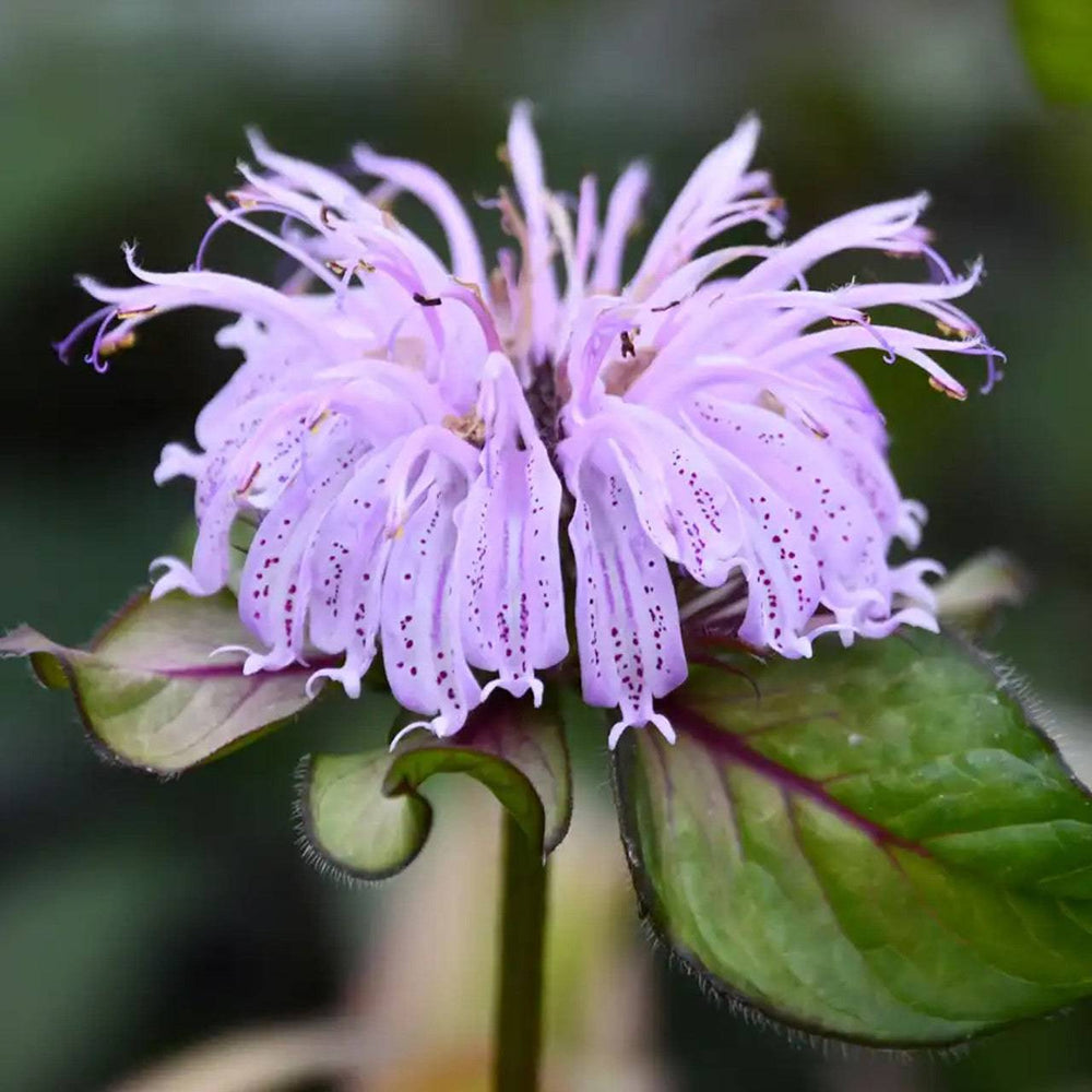 Midnight Oil Beebalm - Native Gardeners