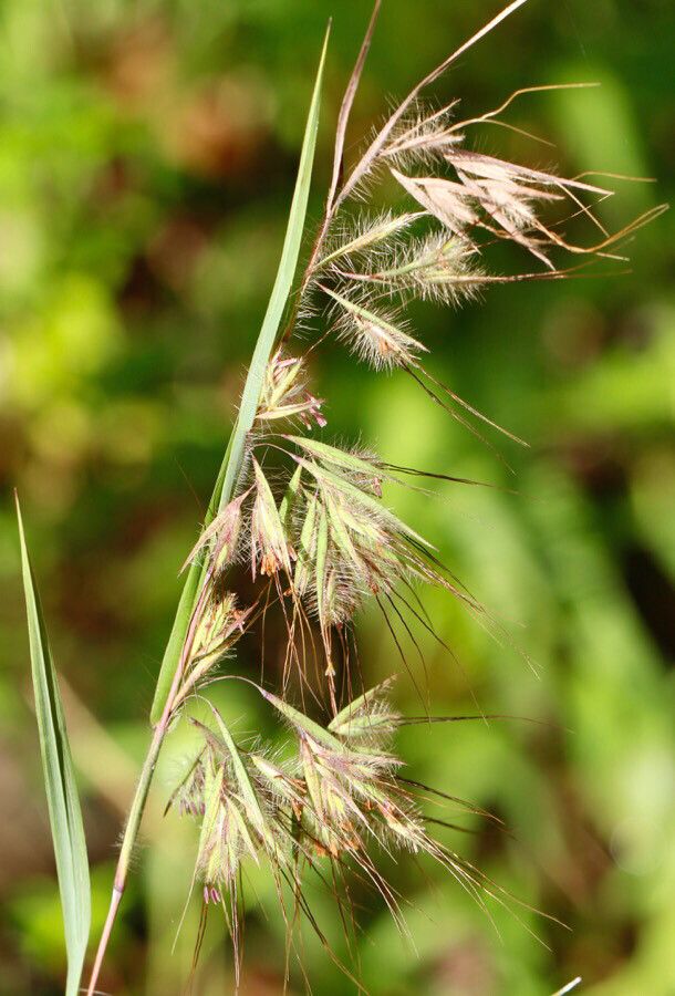 Texas Grama - Native Gardeners
