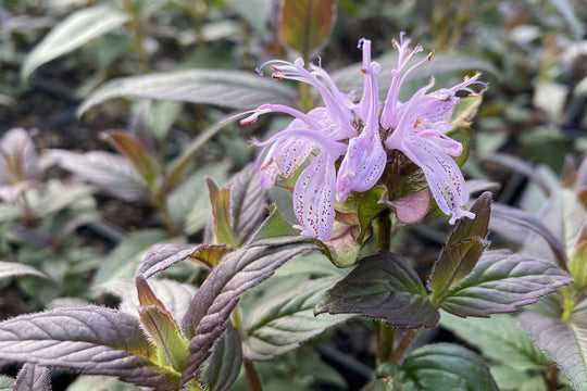 Midnight Oil Beebalm - Native Gardeners