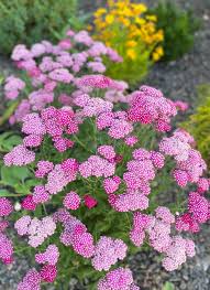 Yarrow 'New Vintage Violet'