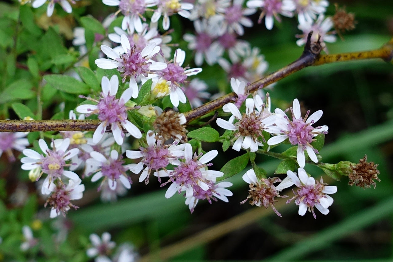 Calico Aster - Native Gardeners