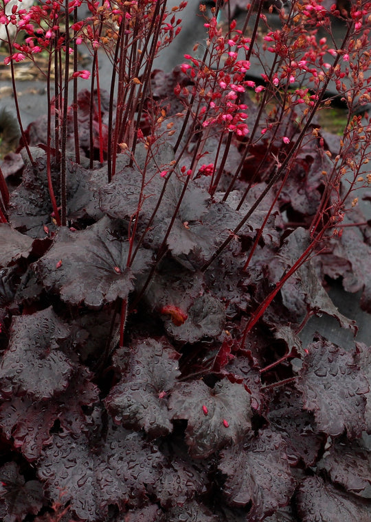 Dark 'N Bright Heuchera