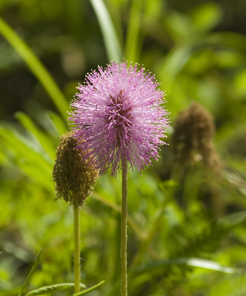Powderpuff Mimosa - Native Gardeners