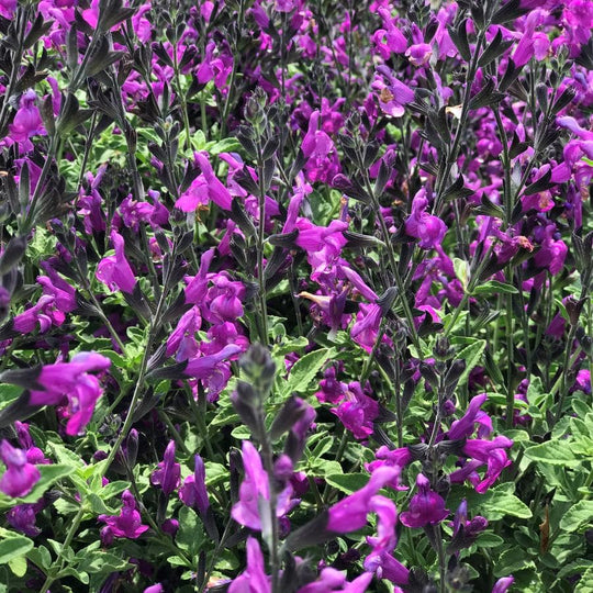 Autumn Sage 'Arctic Blaze Purple' - Native Gardeners