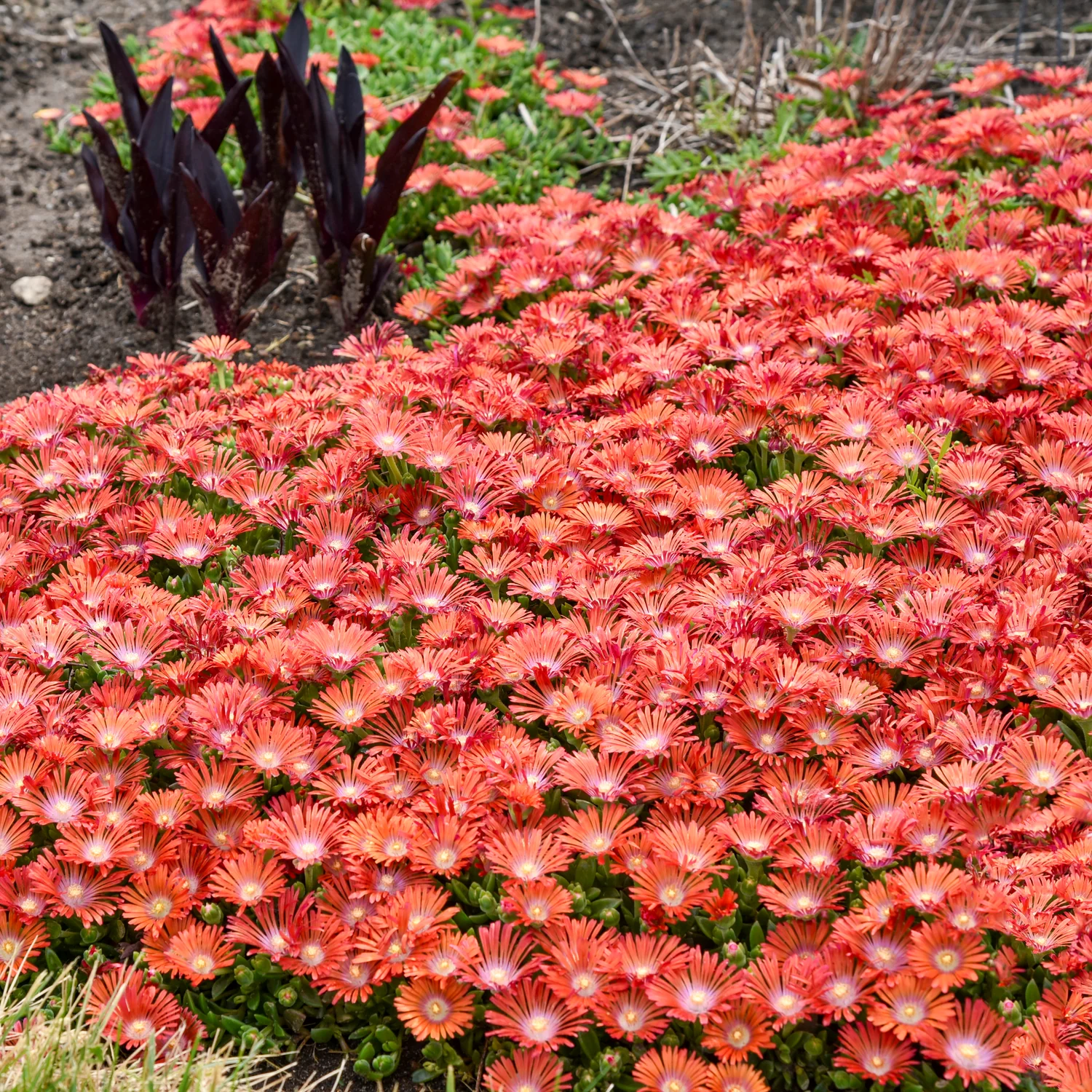 hardy ice plant seeds Red Hardy Ice Plant – Native Gardeners