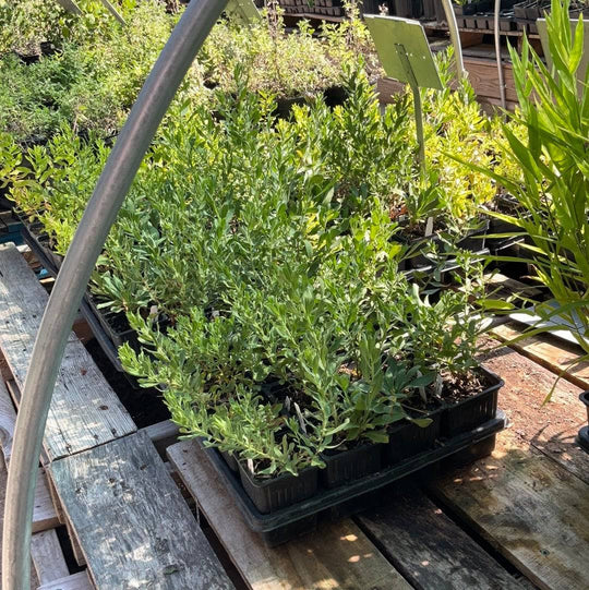 Fall Aster - Native Gardeners