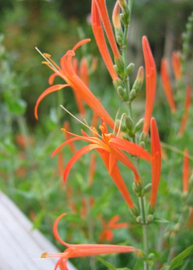 Texas Orange Acanthus - Native Gardeners