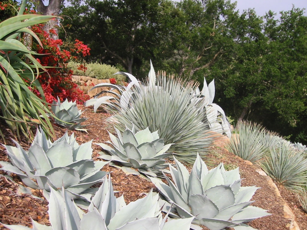 frosty blue succulent flower Frosty Blue Whale's Tongue Agave